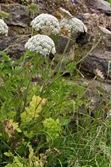 Carota: Wild Carrot / Sea Carrot