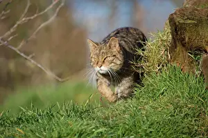 Felix: Wild Cat