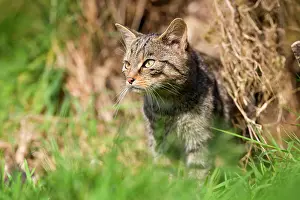 Felix: Wild Cat