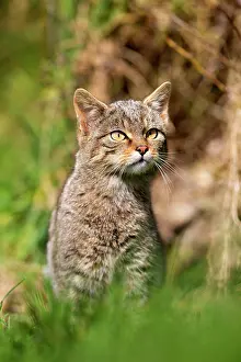 Felix: Wild Cat