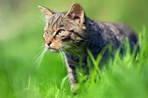Felix: Wild Cat