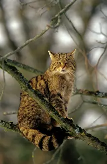 Felix: Wild CAT