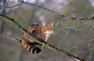 Felix: Wild CAT