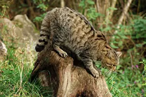 Felix: Wild Cat