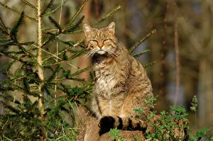 Felix: Wild Cat