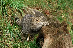 Felix: Wild Cat