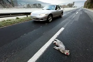 Roadkill: Wild Cat