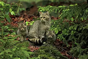 Silvestris: Wild Cat adult with kittens controlled conditions