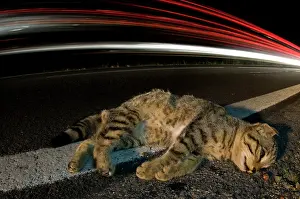 Giacomo Radi: Wild Cat - dead Wild Cat by roadside