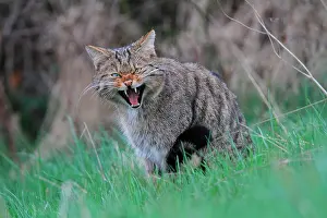Ardennes: Wild cat (Felis silsvestris) spitting in the grass