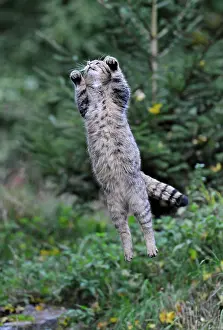Completely: Wild Cat (Felis silvestris) jumping