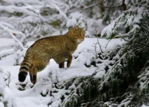 Vision: Wild cat (Felis silvestris) male in the snow, Bayerischer