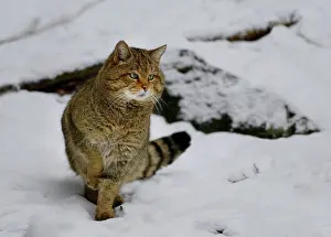 Vision: Wild cat (Felis silvestris) male in the snow, Bayerischer
