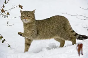 Wald: Wild Cat (Felis silvestris) in the snow, Bavarian