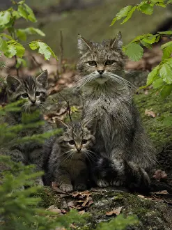240717: Wild Cat-female with kitties, Germany, NP Bayerischer Wald