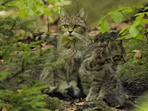 Wald: Wild Cat-female with kitties, Germany, NP Bayerischer Wald