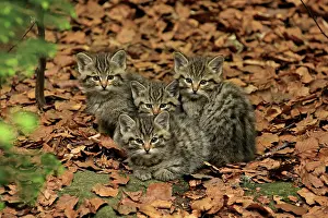 Huddled: Wild Cat kittens controlled conditions