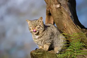 Satisfied: Wild Cat - licking lips