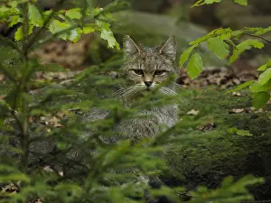 240717: Wild Cat-looking behind trees, Germany