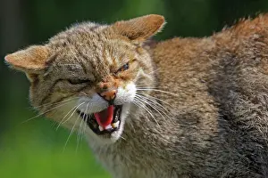 Hissing: Wild Cat - snarling