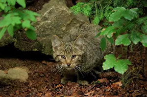 Crouching: Wild Cat - young one