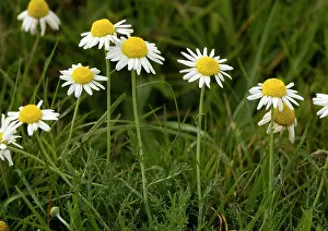Chamomile: Wild chamomile in flower, on old grazed common land