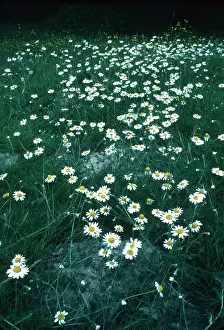 Mayweed: Wild CHAMOMILE / Scented Mayweed