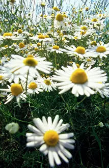 Mayweed: Wild CHAMOMILE / Scented Mayweed - low angle shot
