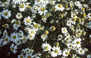 Mayweed: Wild CHAMOMILE / Scented Mayweed - mass