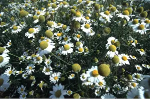 Mayweed: Wild CHAMOMILE / Scented Mayweed - mass