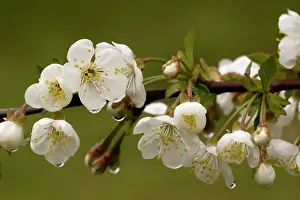 Cherries: Wild cherry in flower, after rain