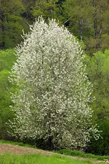 Avium: Wild Cherry or Gean Tree - in a springtime wooded landscape