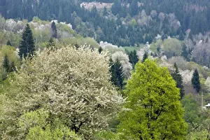 Avium: Wild Cherry or Gean trees - in a springtime wooded