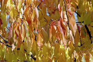 Cherries: Wild Cherry leaves in autumn