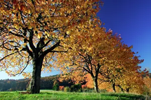 Avium: Wild Cherry Trees - In autumn colour