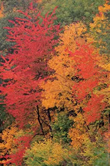 Cherries: Wild Cherry - trees in autumn colour