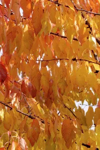 Cherries: Wild Cherrys leaves in autumn