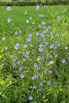 Cichorium: Wild Chicory - in flower. Opens in morning only