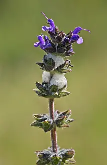 Nymphs: Wild Clary / Sage with Cuckoo-spit / Froghopper nymphs