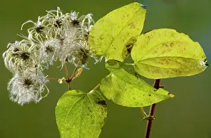 Vitalba: Wild Clematis or Old Man's Beard