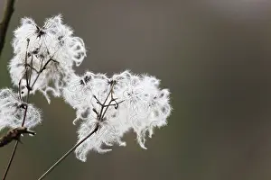 Aristata: Wild Clematis / Old Man's Beard - seed head