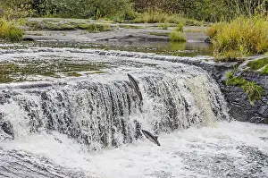 Coho: Wild Coho or Silver Salmon (Oncorhynchus kisutch)