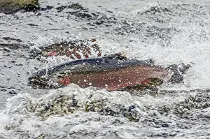 Coho: Two wild Coho or Silver Salmon (Oncorhynchus kisutch)