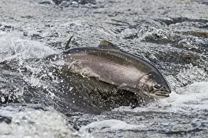 Coho: Wild Coho or Silver Salmon (Oncorhynchus kisutch)