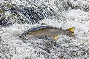 Spawn: Wild Coho or Silver Salmon (Oncorhynchus kisutch)