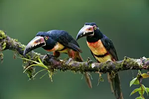 Torquatus: Wild Collared Aracari