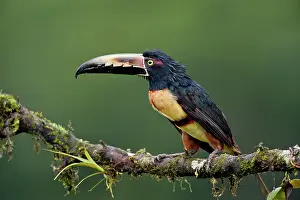 Torquatus: Wild Collared Aracari