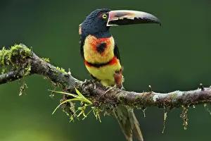 Torquatus: Wild Collared Aracari