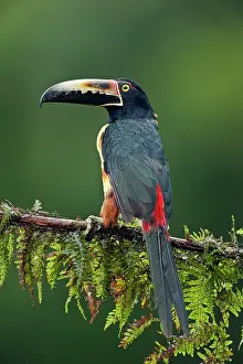 Torquatus: Wild Collared Aracari
