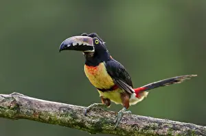 Torquatus: Wild Collared Aracari